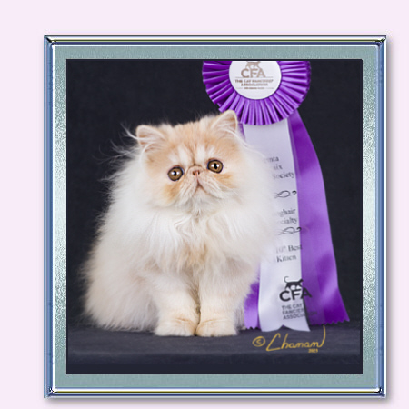 Wiccacats Cameo Persian Kitten